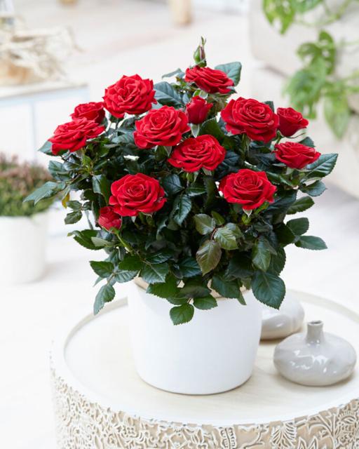 Rose Pot