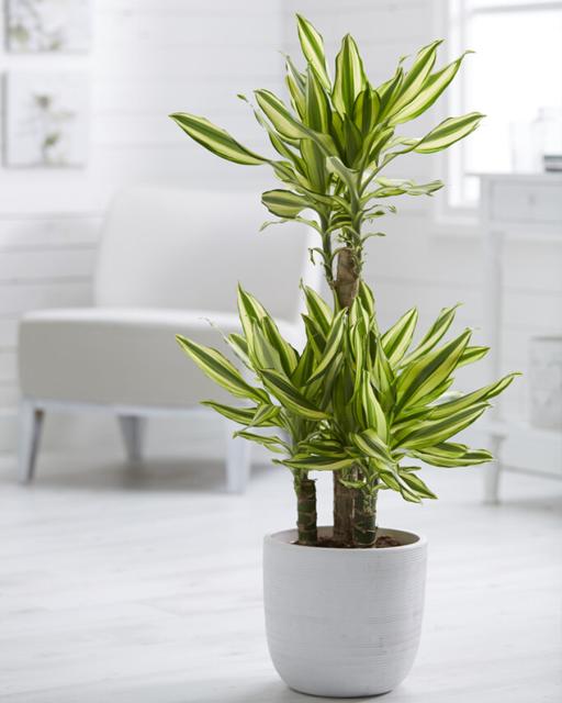 Corn plant (Dracaena)