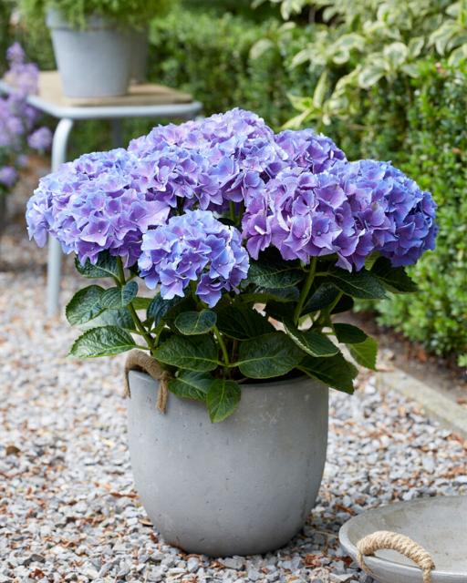 Hydrangea