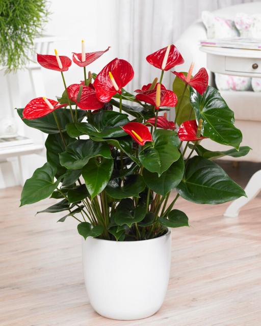 Anthurium