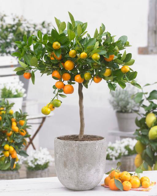 Calamondin