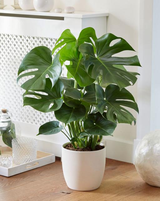 Monstera