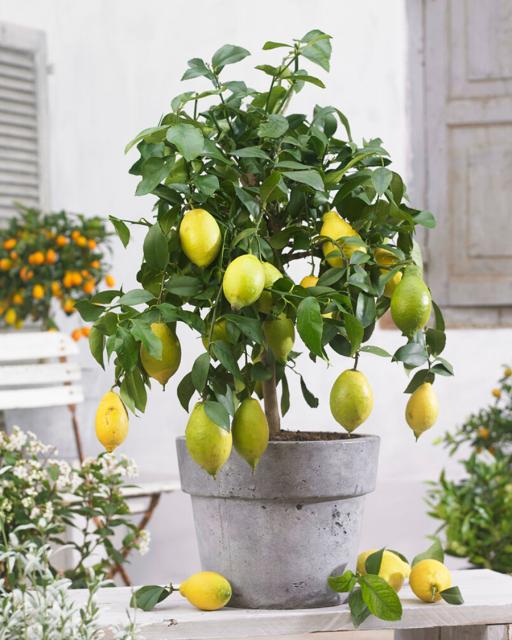 Lemon tree