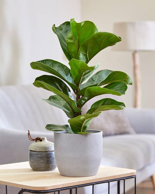 Fiddle-leaf fig