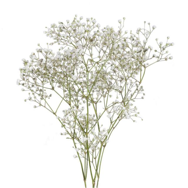 Gypsophila