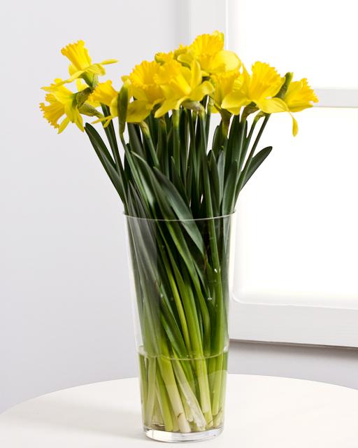 Daffodils