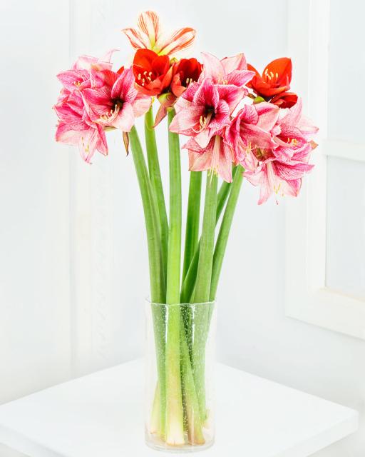 Amarallis